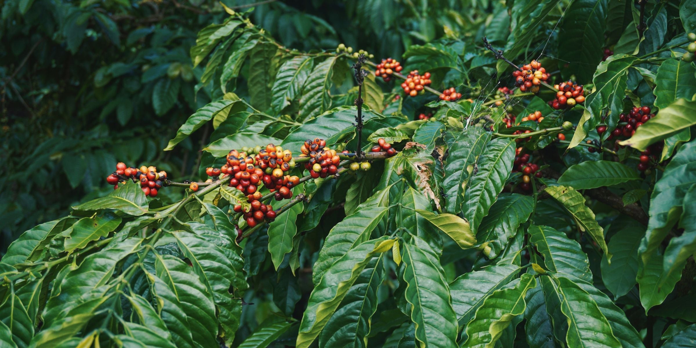 Coffee Chronicles: A Journey Through Time and Flavor