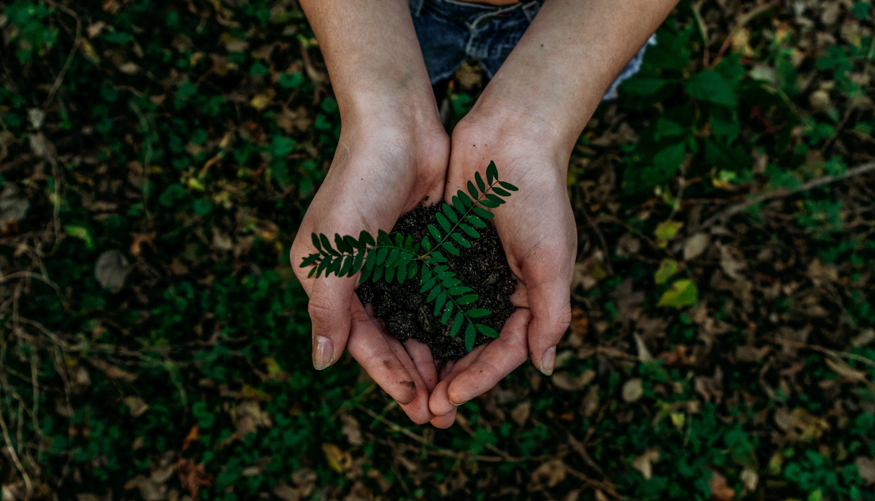 Brewing Resilience: Unveiling the Battle Between Coffee and Climate Change